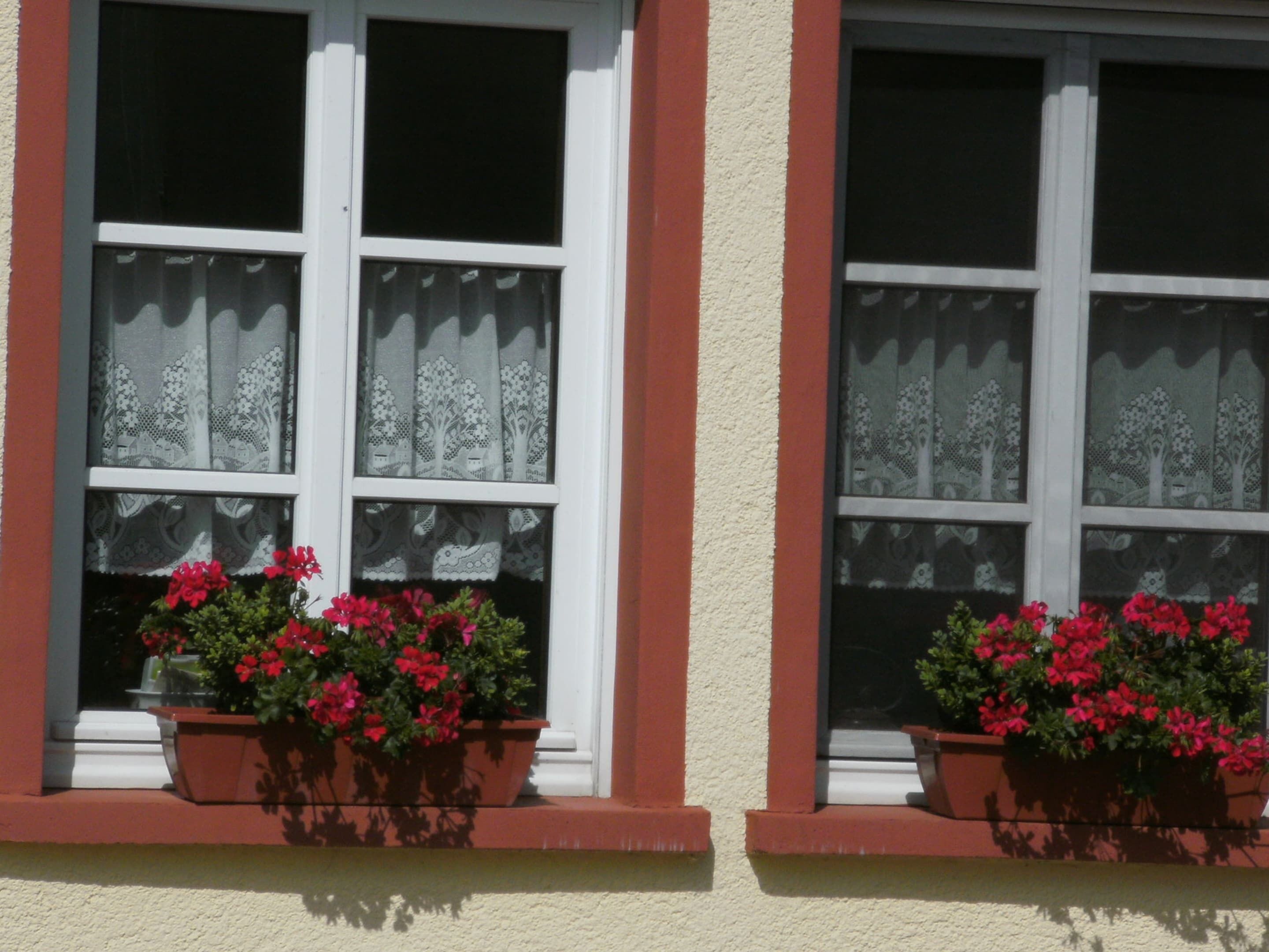 A building with two windows, each with a white frame and a red trim. There are potted plants with red flowers in front of each window.