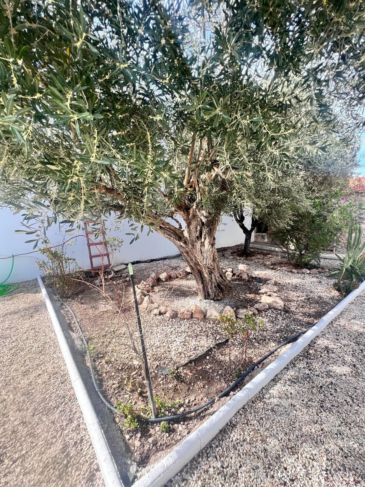 Un árbol con un tronco grueso y follaje denso, rodeado de grava y un borde blanco.