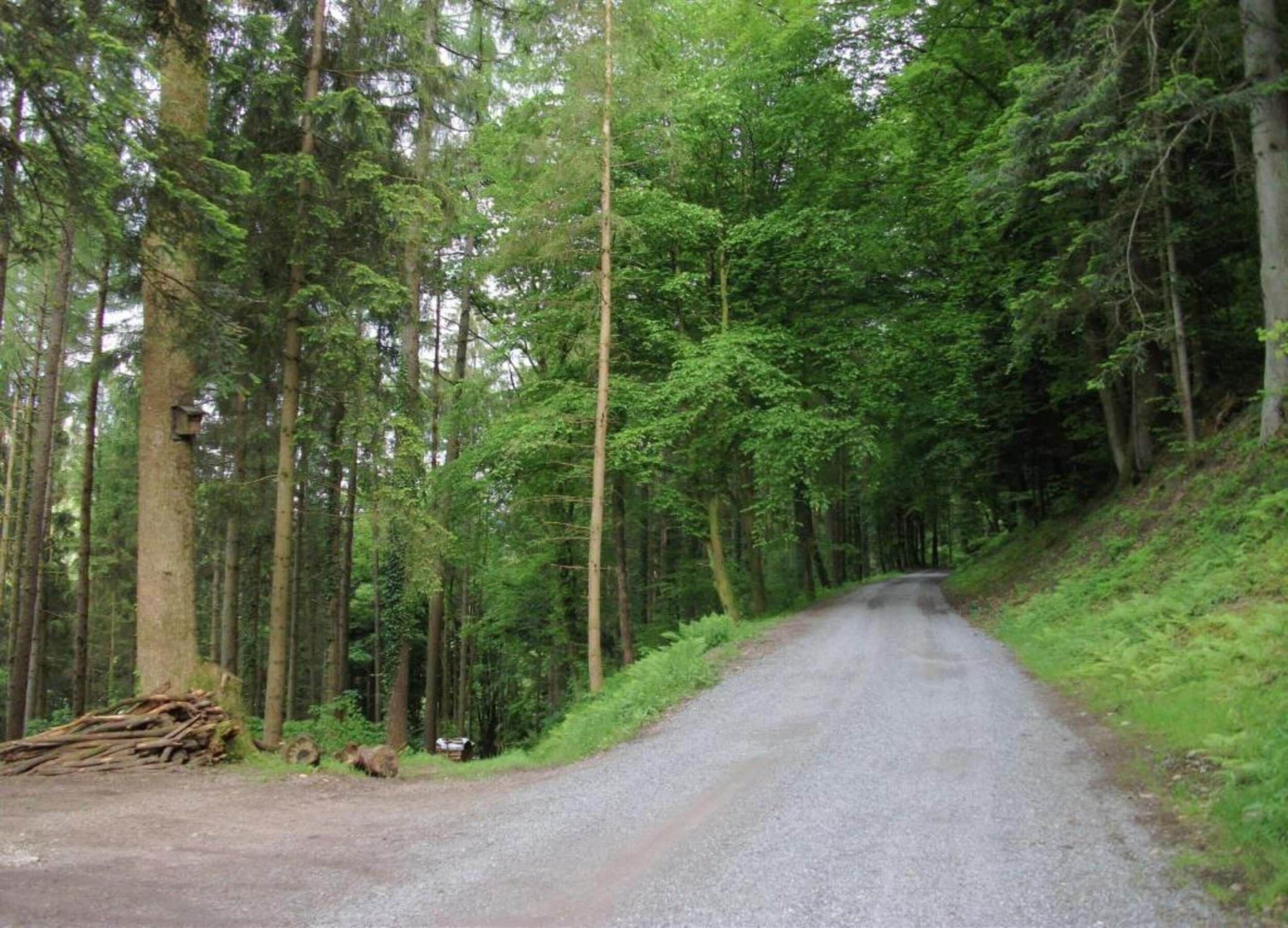 Un chemin étroit et non pavé, bordé d’une forêt dense.