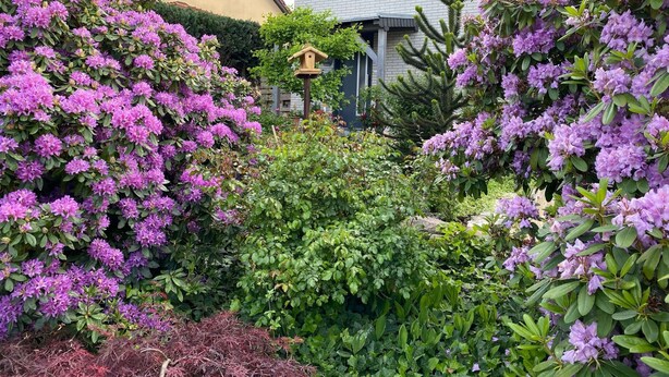 A garden with purple flowers, a birdhouse, and a house in the background. - Wohnung Nahe Inselsberg Wanderwege (Waltershausen)