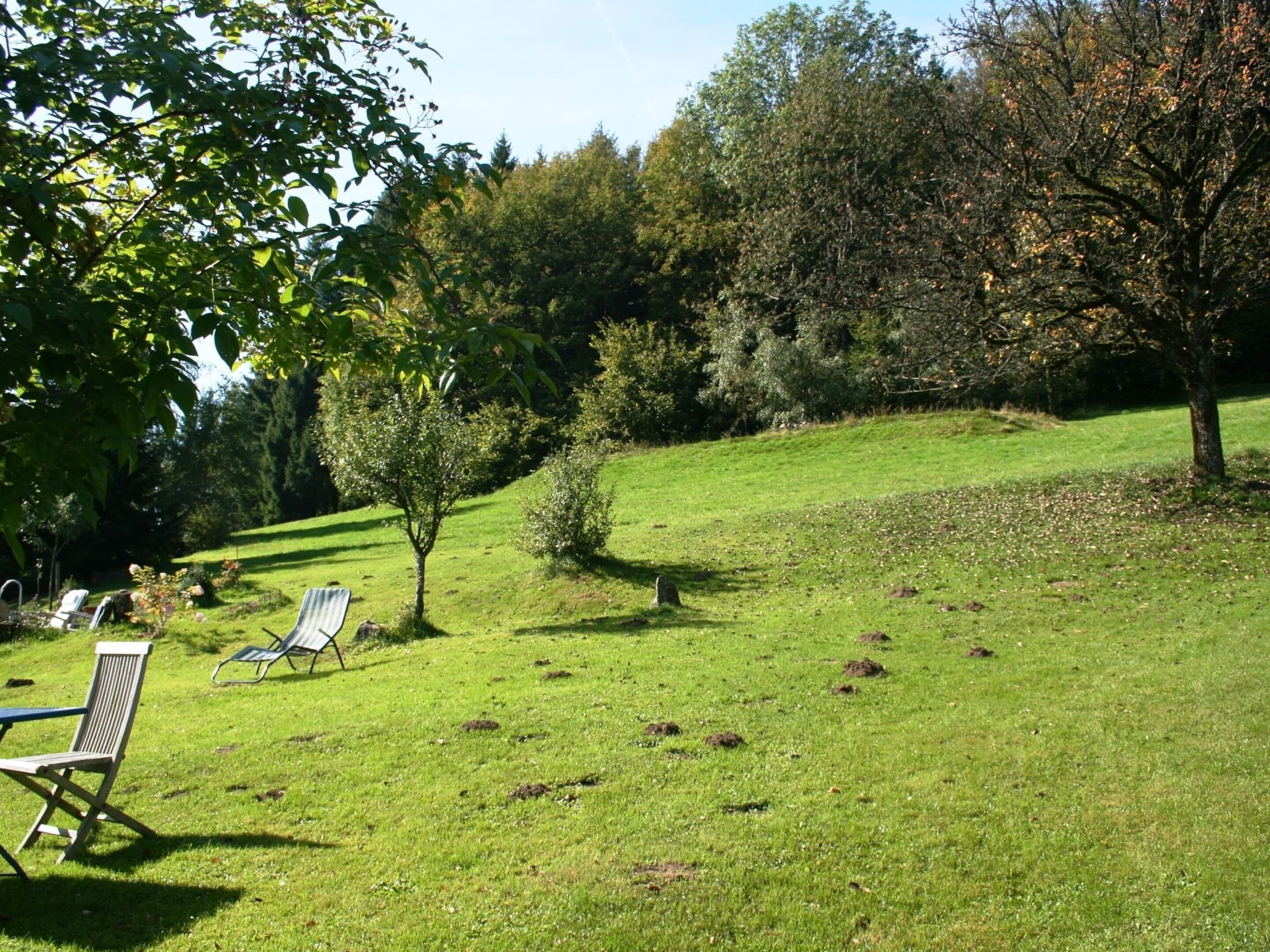 A grassy outdoor area with two lounge chairs and a small tree.