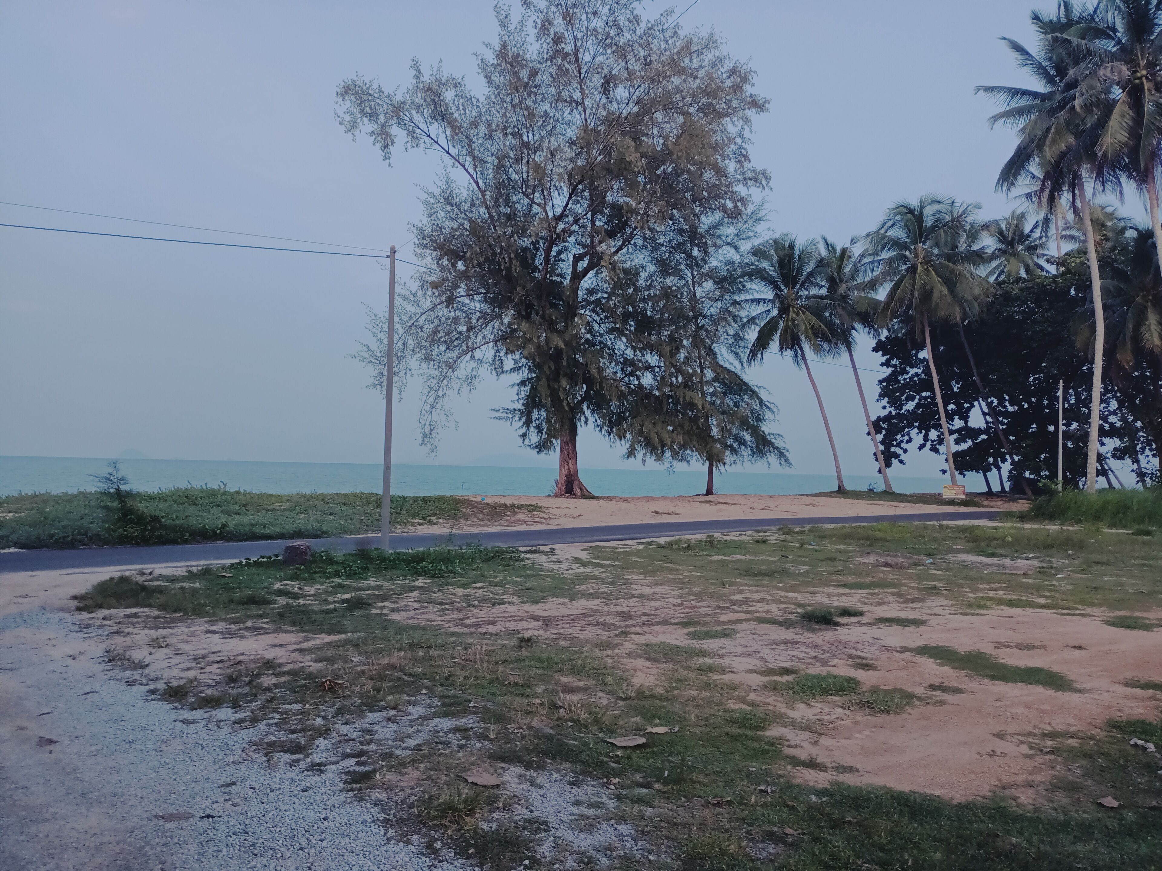 A coastal road with a dirt path leading to the beach, surrounded by palm trees and a large tree.