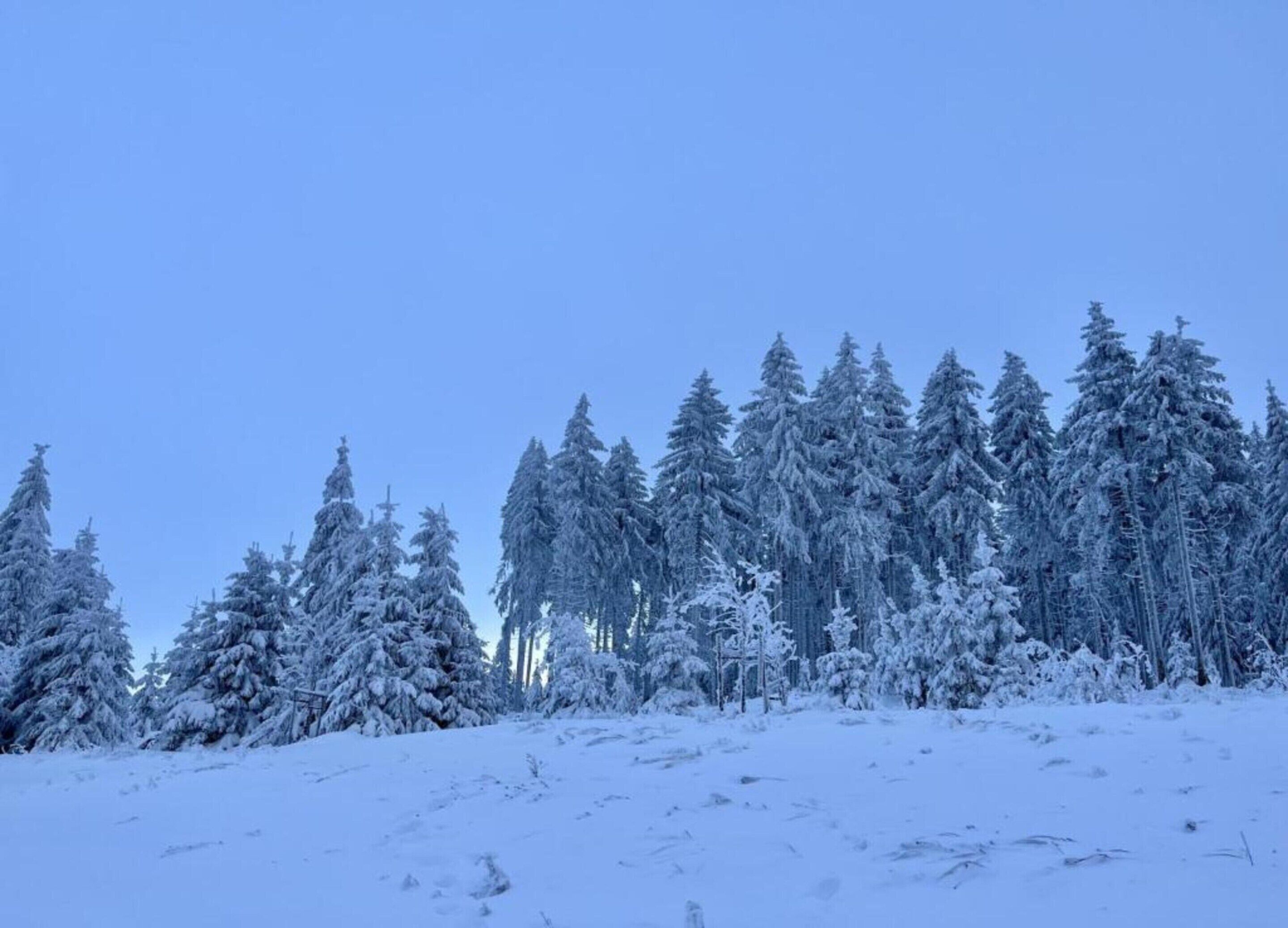 A snowy landscape with dense evergreen trees.