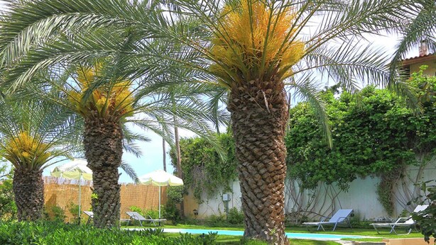 A poolside area with palm trees, a stone wall, and a view of a swimming pool. - Fantastic Holiday Home in Karteros With Pool (Hersonissos)