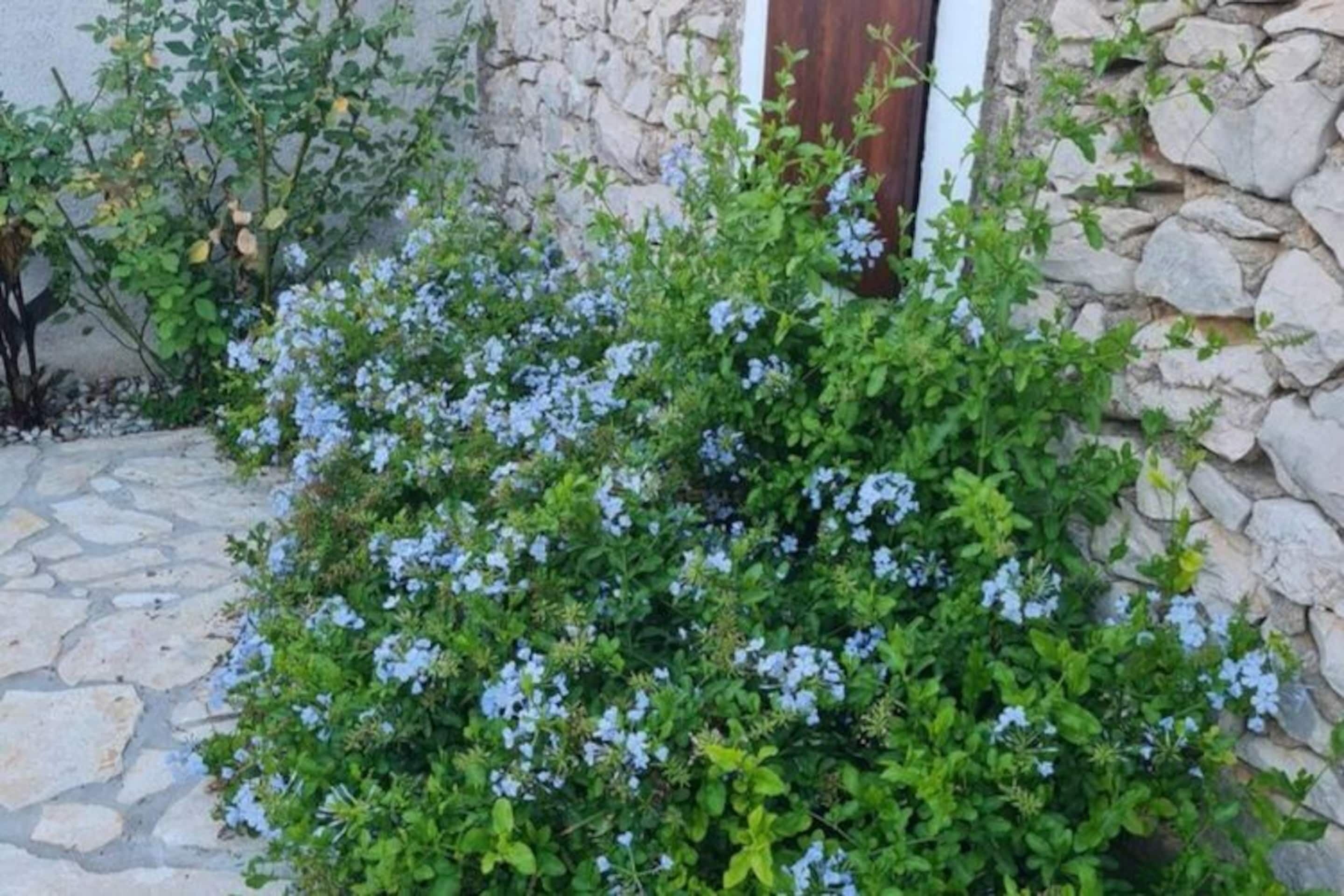 A stone wall with a wooden door and a bush with blue flowers.