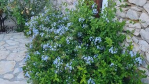 A stone wall with a wooden door and a bush with blue flowers. - Home With Swimming Pool & Outdoor Kitchen (Nin)