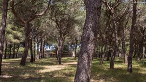 A forested area with tall trees and a grassy ground. - 1368 Villetta La Pineta 1 (Porto Cesareo)