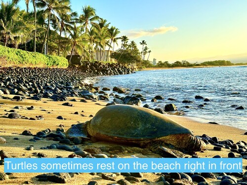 Perch - Maalaea Banyan: Oceanfront 1BR | 20 Steps To Beach