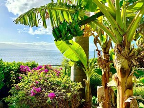 Un exuberante jardín con palmeras de banano y flores rosadas, con vista a una masa de agua.