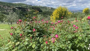 A garden with pink roses and yellow flowers, a clear sky, and a distant view of a town. - Charming studio with all amenities in stone house-Tuscany, 8 miles from Florence (Toscana)