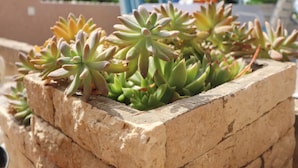 A close-up of succulent plants in a stone planter. - Apartments Villa Marijana - One Bedroom Apartment With Terrace and Garden View (Blato)