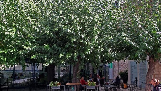 Un café al aire libre con mesas y sillas bajo un gran árbol, rodeado de muros de piedra y vegetación.