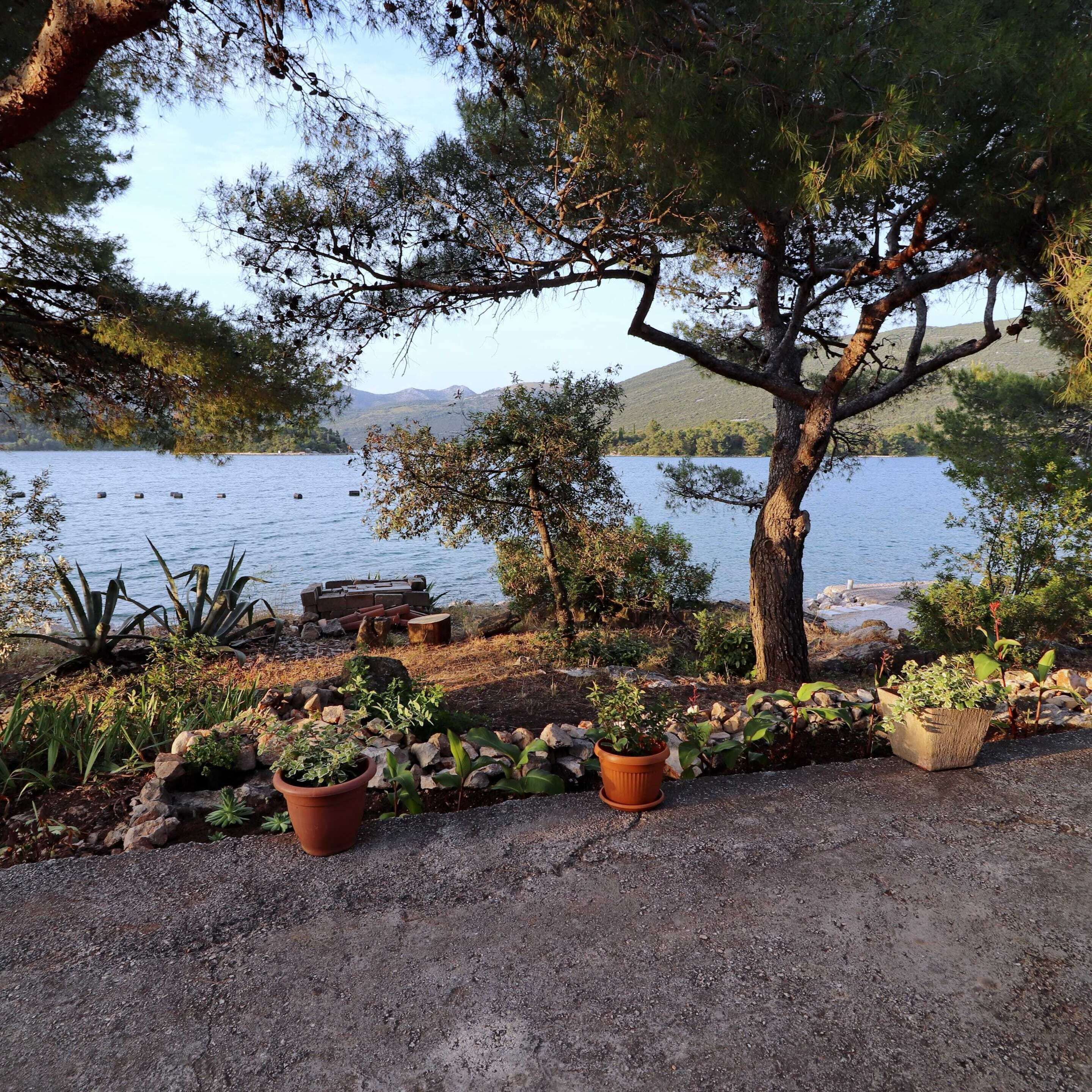 A lakeside view with a tree, potted plants, and a dock.