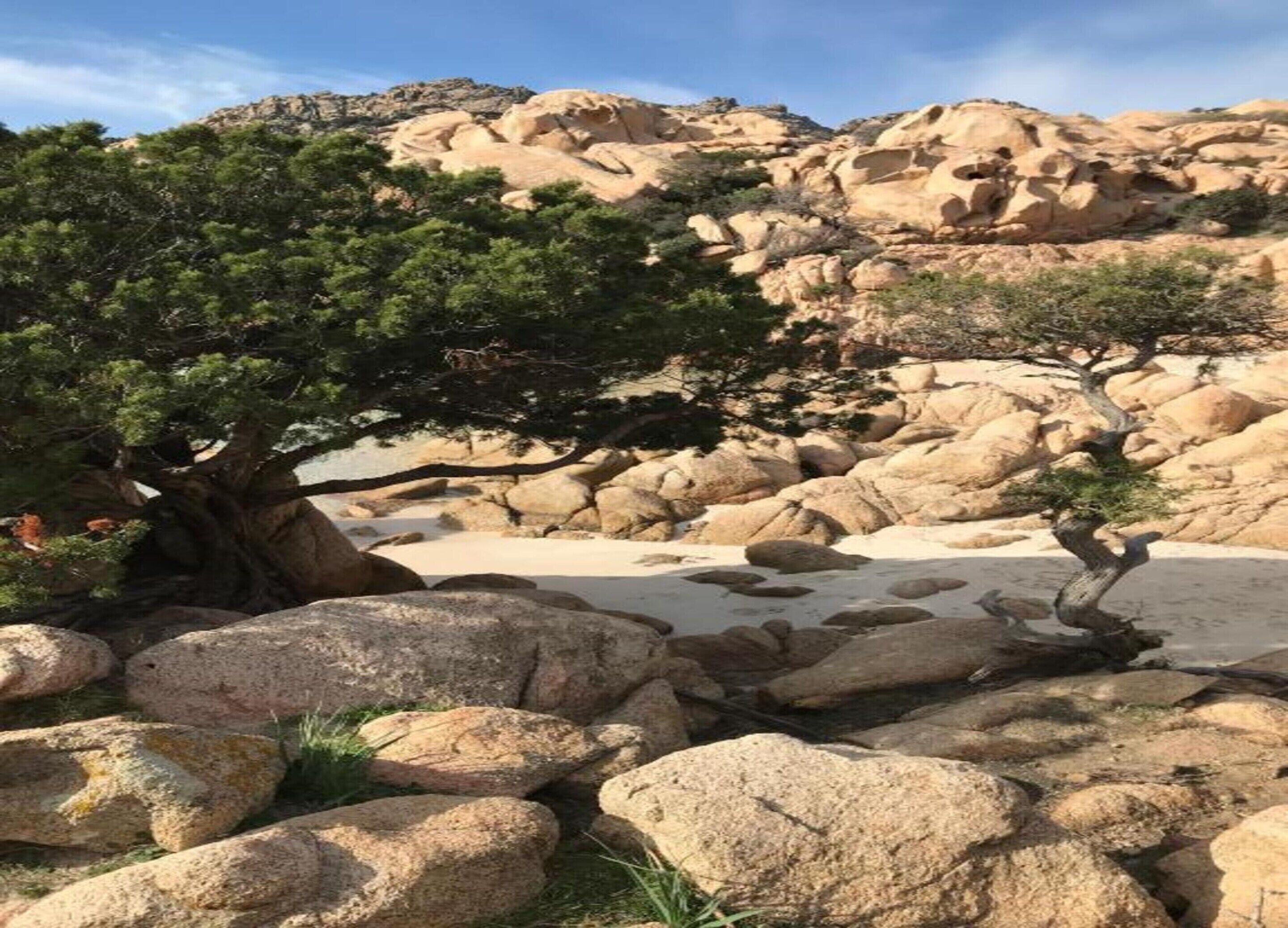 A rocky landscape with a prominent tree in the foreground and a desert-like terrain in the background.