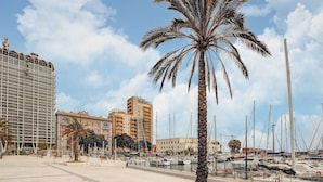 Un puerto deportivo con barcos, una palmera y edificios al fondo.