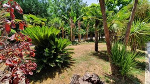 A tropical garden with various plants and trees, including palm trees and ferns.