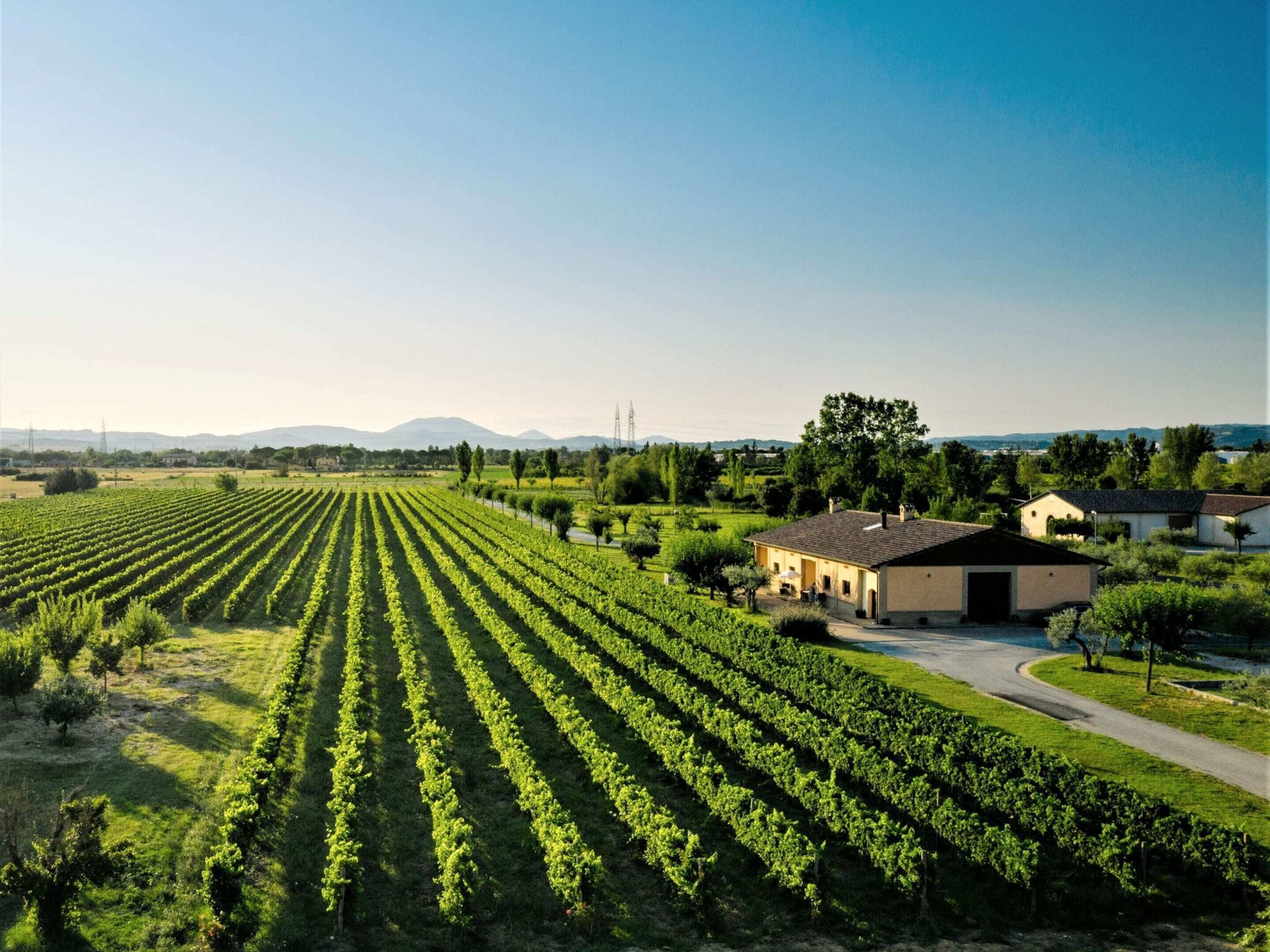 A vineyard with rows of grapevines and a building with a paved driveway.