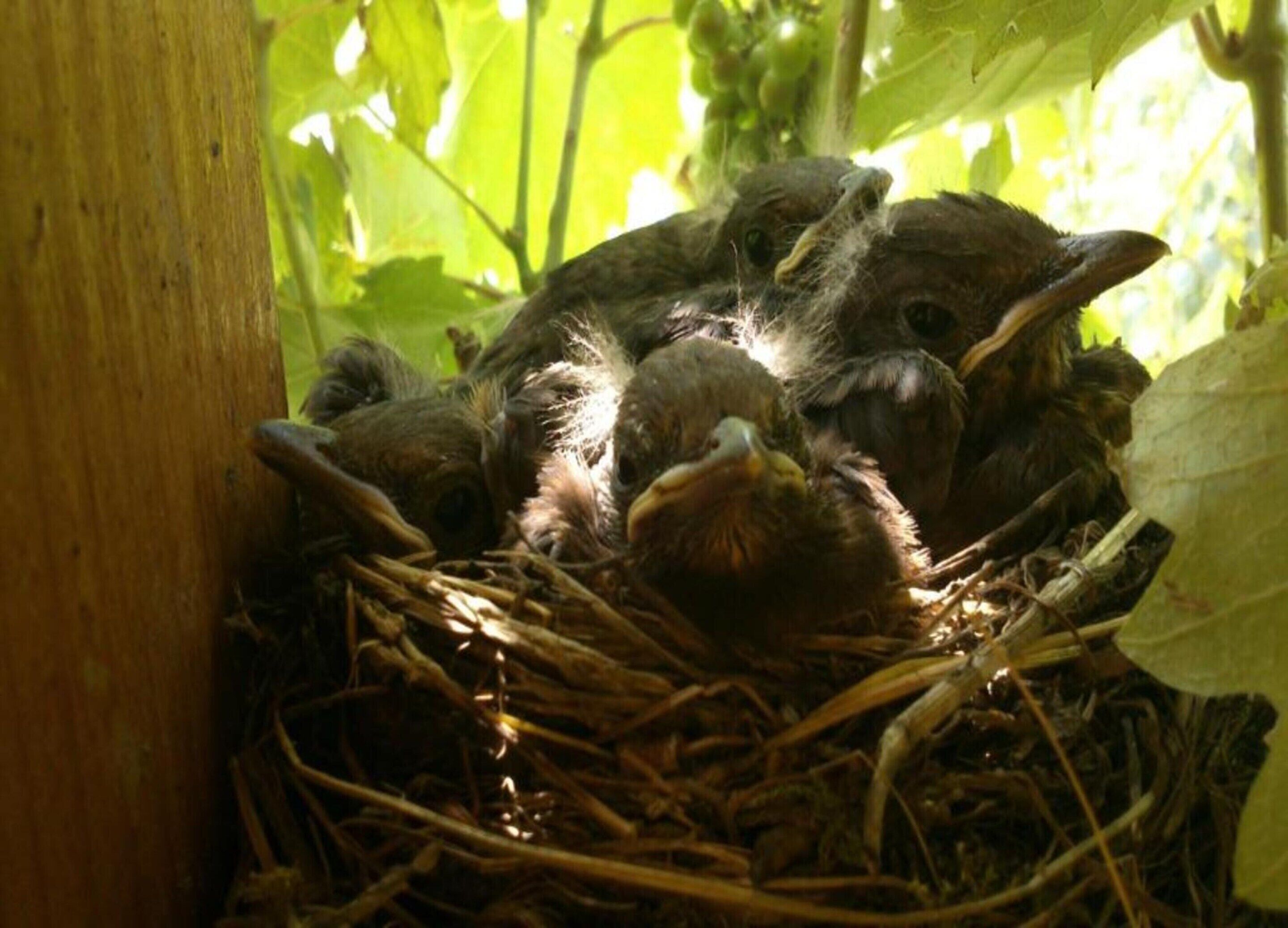 A bird's nest with several chicks nestled among twigs and leaves.