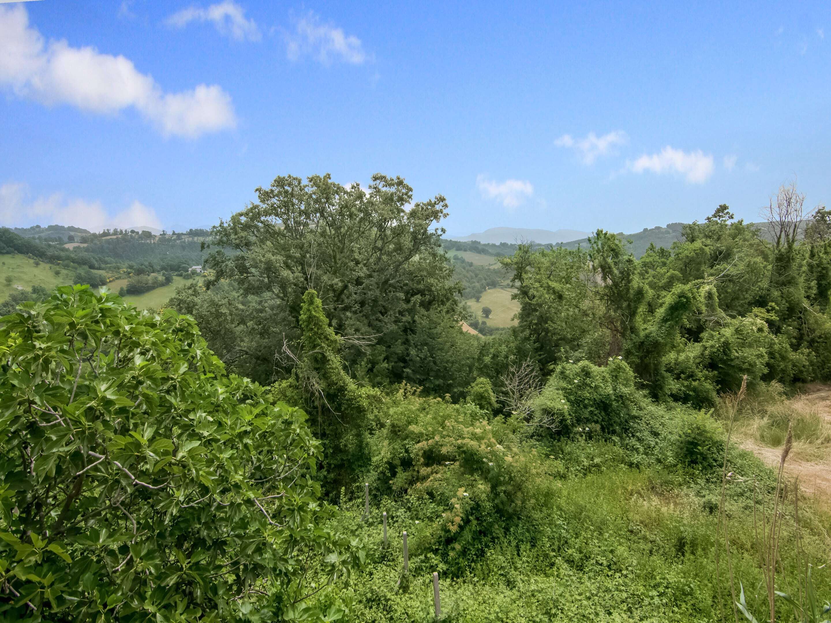 A lush green landscape with dense foliage and a clear blue sky.