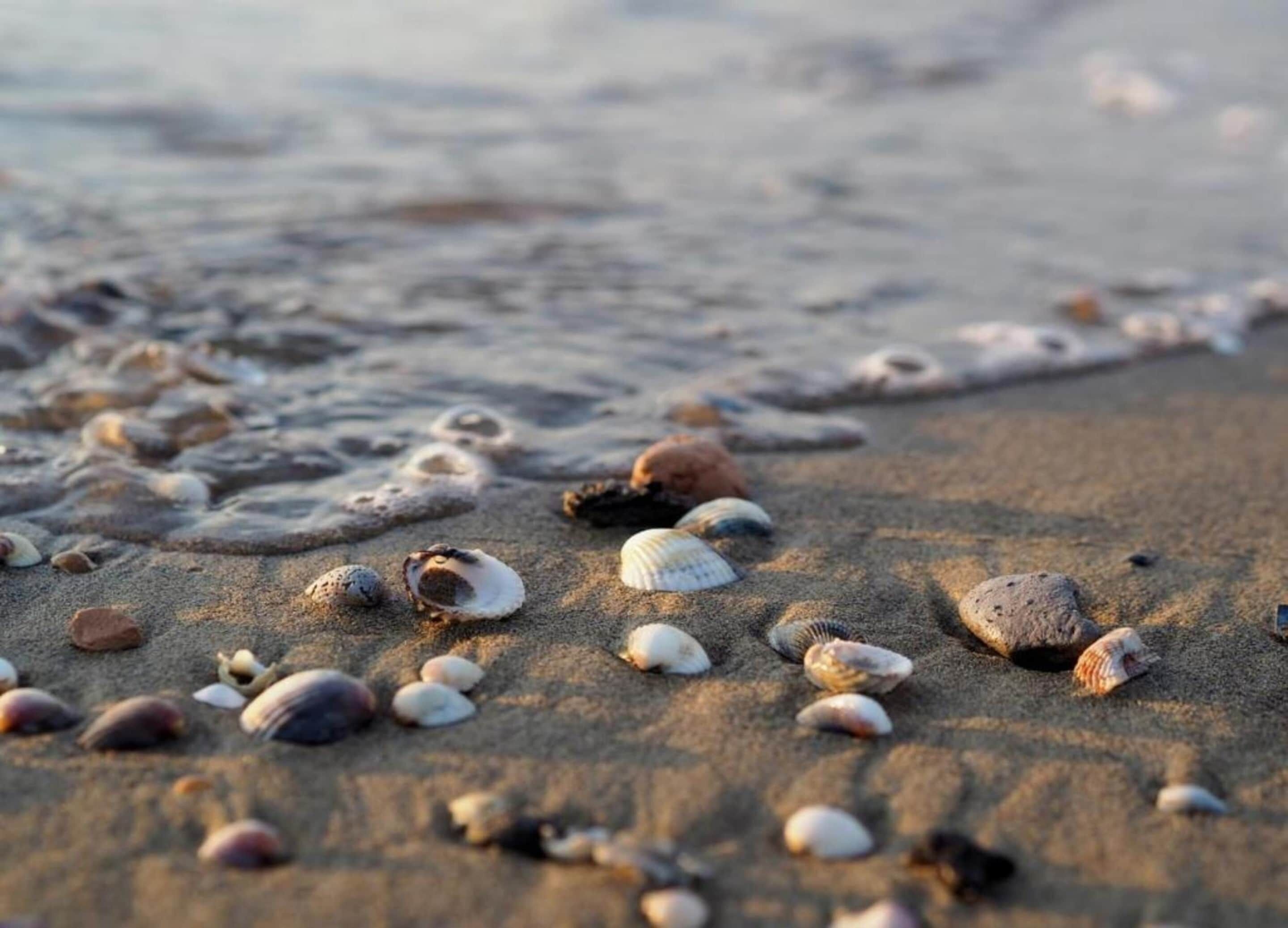 A sandy beach with scattered seashells and rocks.
