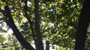 A tree with a thick trunk and dense foliage in front of a house.