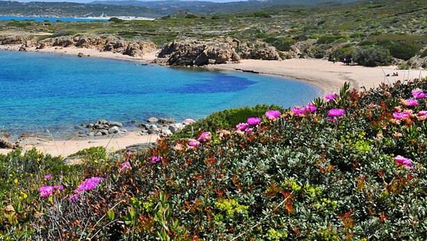 A coastal landscape with a sandy beach, clear blue water, and a foreground of colorful flowers. - Belvilla by OYO Sardegna Mare 616 (Trinità d'Agultu e Vignola)