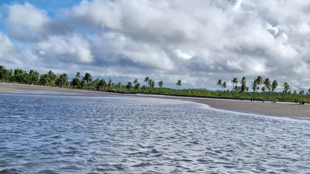 Una playa con palmeras y cielo despejado.