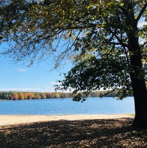 A lakeside view with a tree in the foreground and a sandy beach.