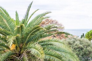 Un paysage côtier avec un palmier bien visible et, en arrière-plan, un arbre aux feuilles rougeâtres.