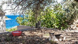 Un chat est assis sur un lit d’aiguilles de pin, avec un bol rayé de rouge et de blanc à proximité.