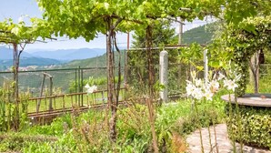 Un vignoble avec des rangées de vignes et une vue sur des montagnes lointaines.