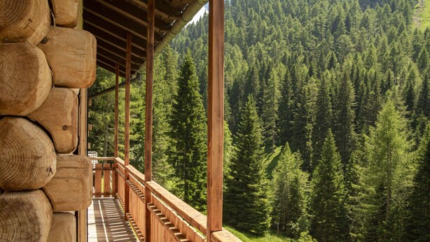 Eine Holzterrasse mit einer Treppe, die zu einer Hütte inmitten dichtem Wald führt.