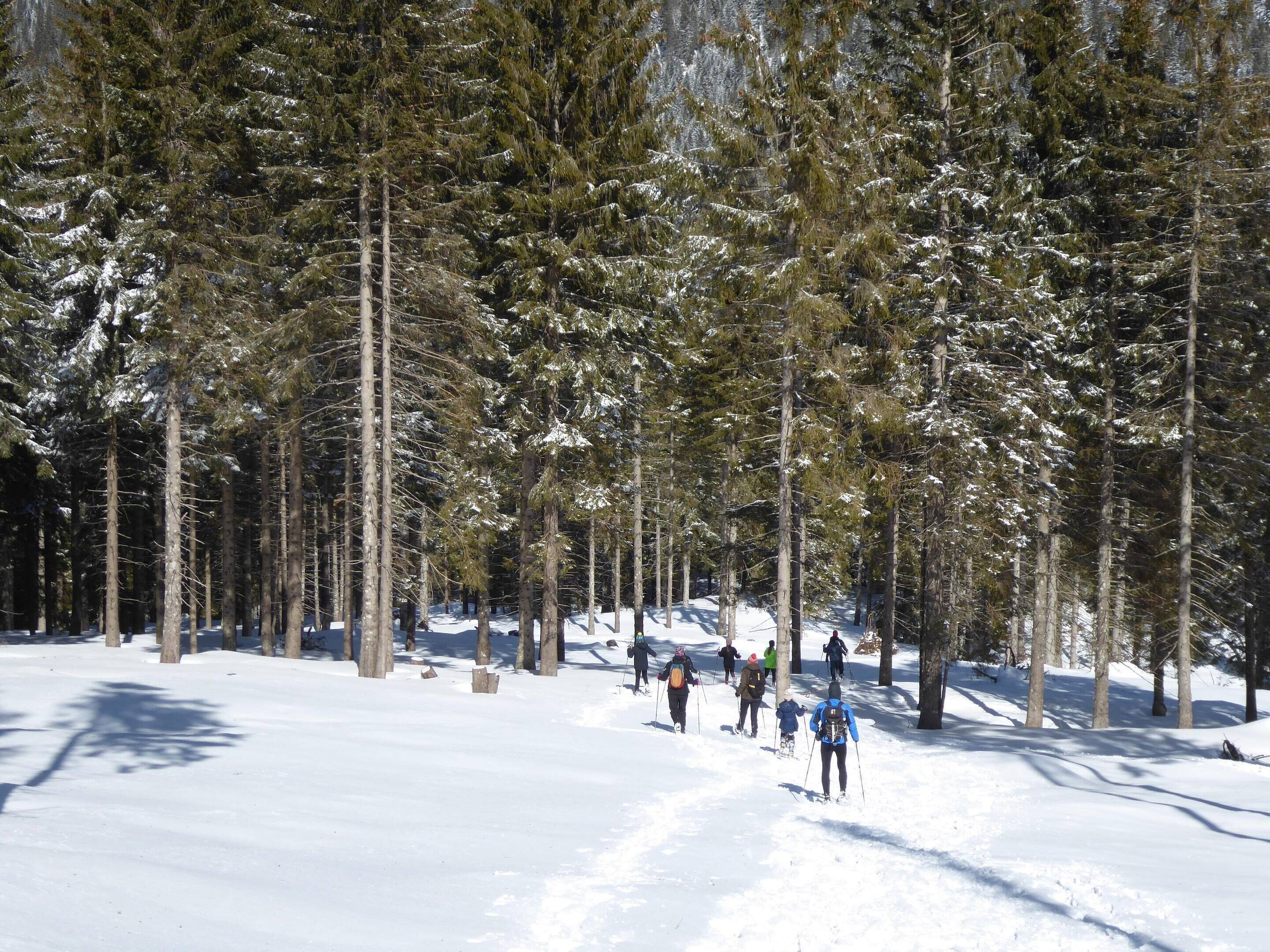Uma floresta nevada com esquiadores caminhando.