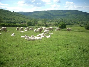 View from property - Farmhouse Passignano Near Lake Trasimeno (Passignano sul Trasimeno)