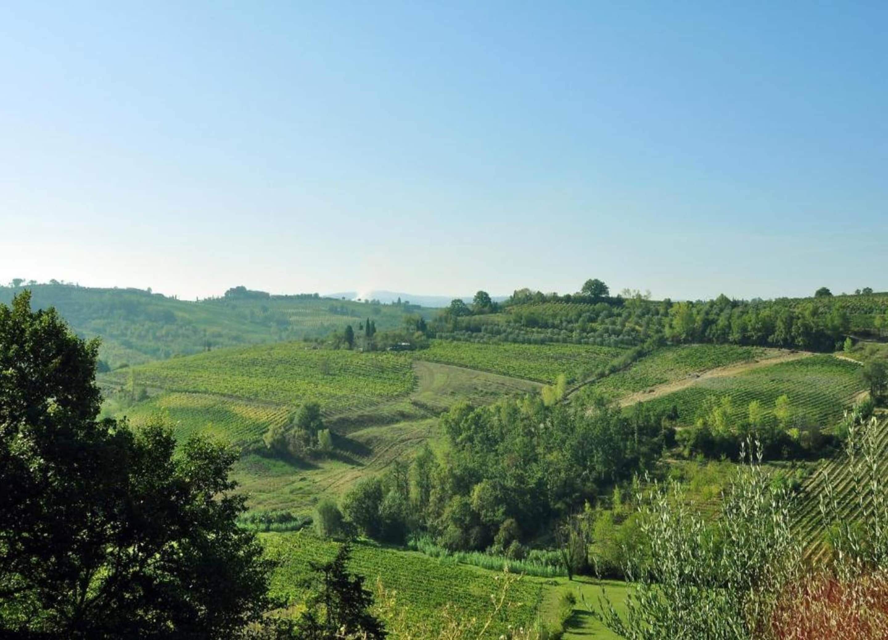 A vineyard landscape with terraced fields and trees.