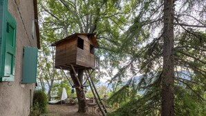 A treehouse with a wooden structure attached to a tree, surrounded by greenery and a building with green shutters. - Belvilla by Oyo Casa Marchi (Vergato)