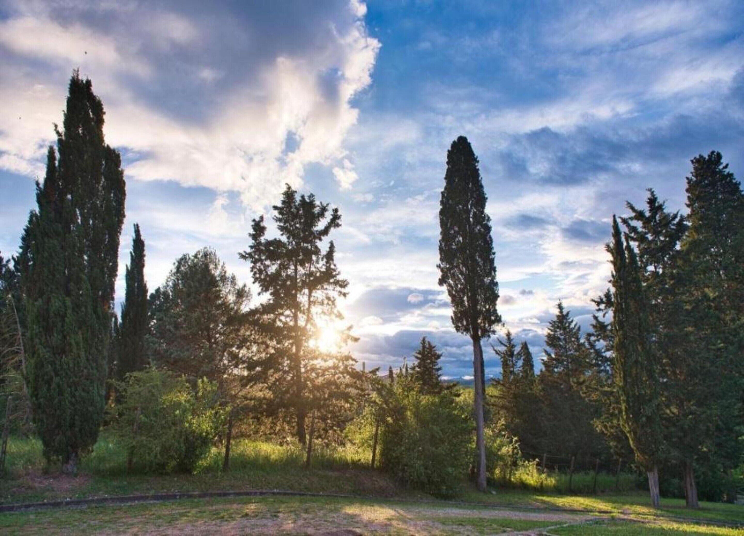 Un paisaje natural con árboles altos y cielo despejado.