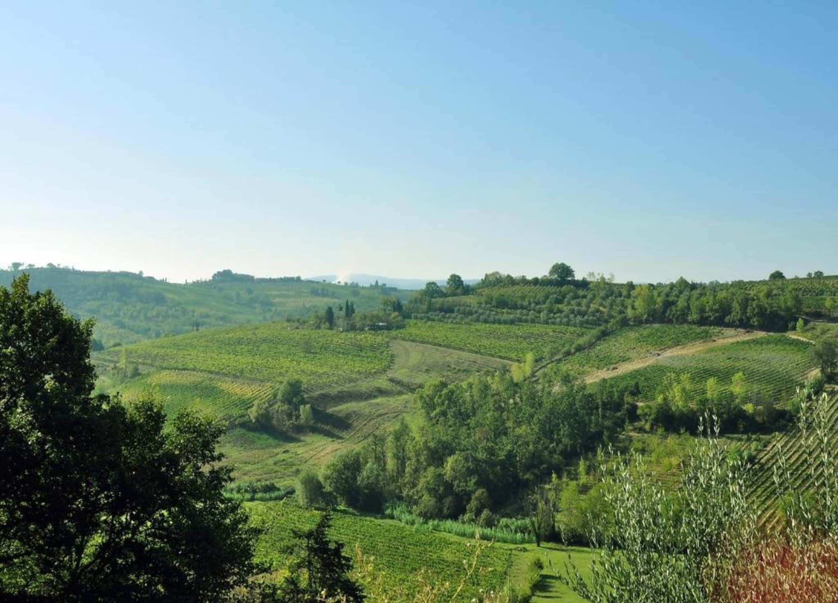 A vineyard landscape with terraced fields and trees.