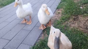 Three ducks on a paved path with grass on either side.