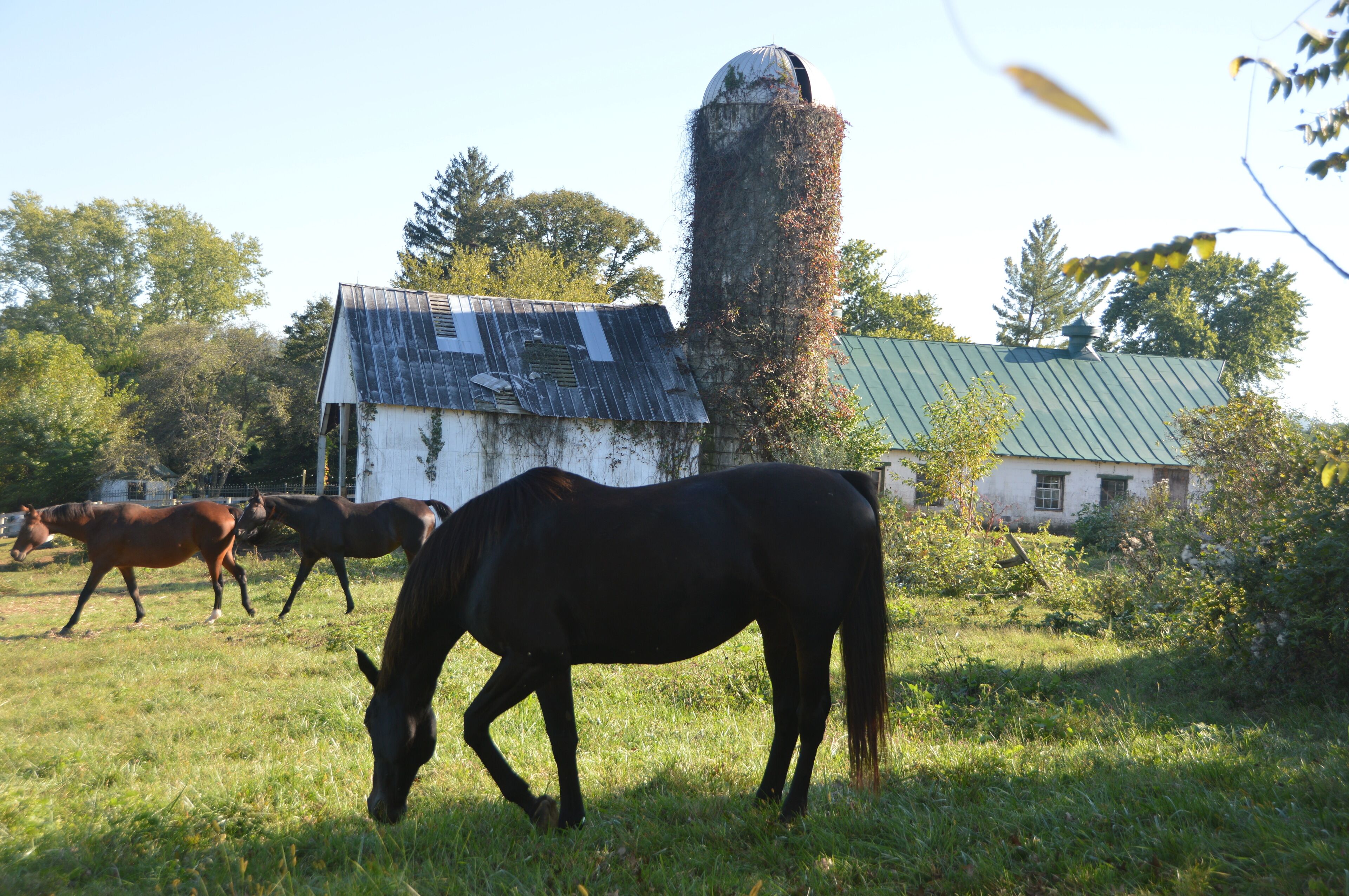 A stable with a silo and a white building with a green roof.