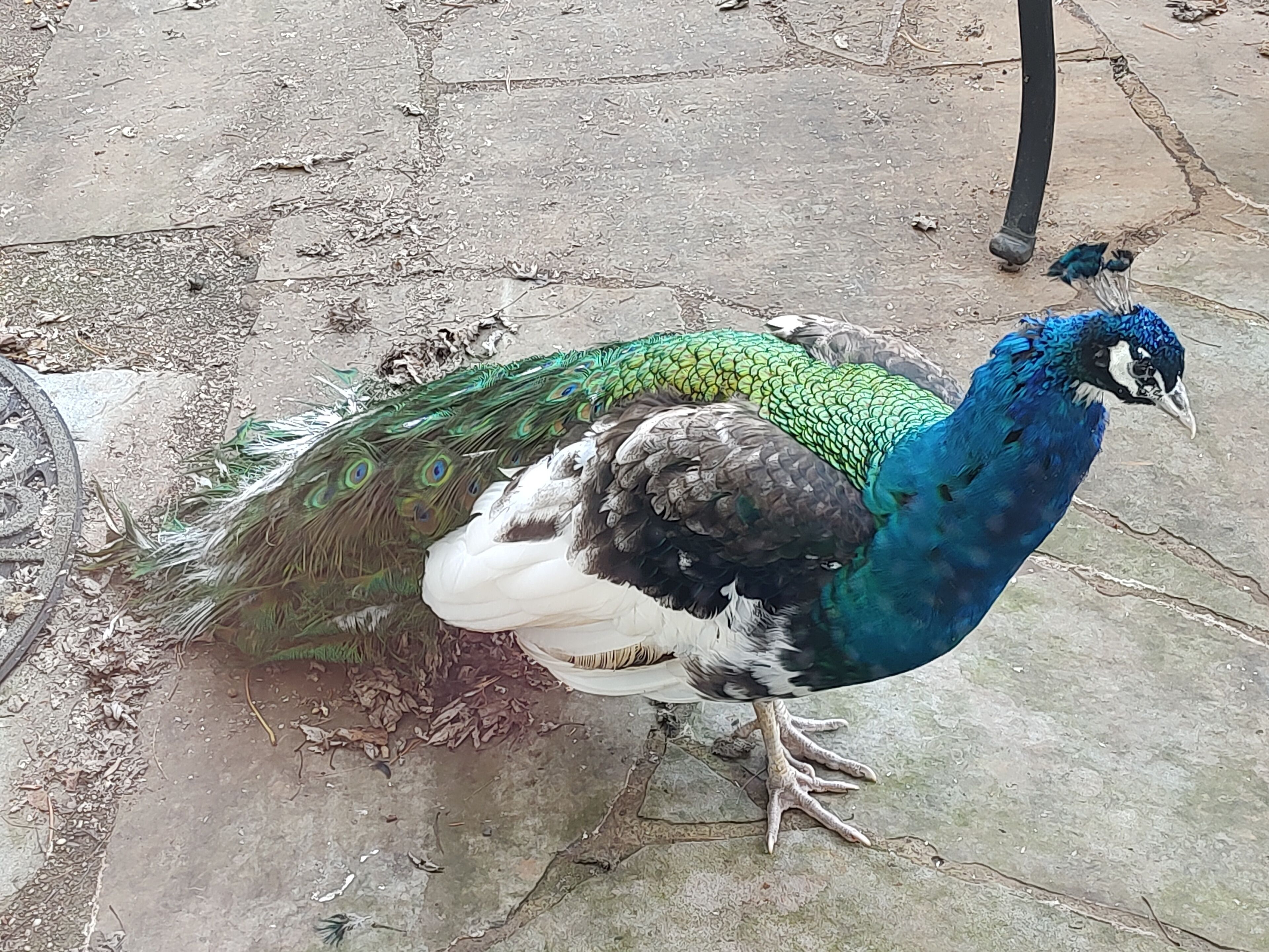 Ein Pfau mit leuchtend blauen und grünen Federn auf einer Betonfläche.