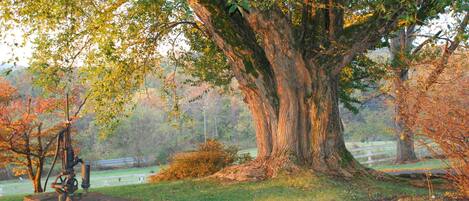 A large tree with a thick trunk and a well-maintained grassy area around it.