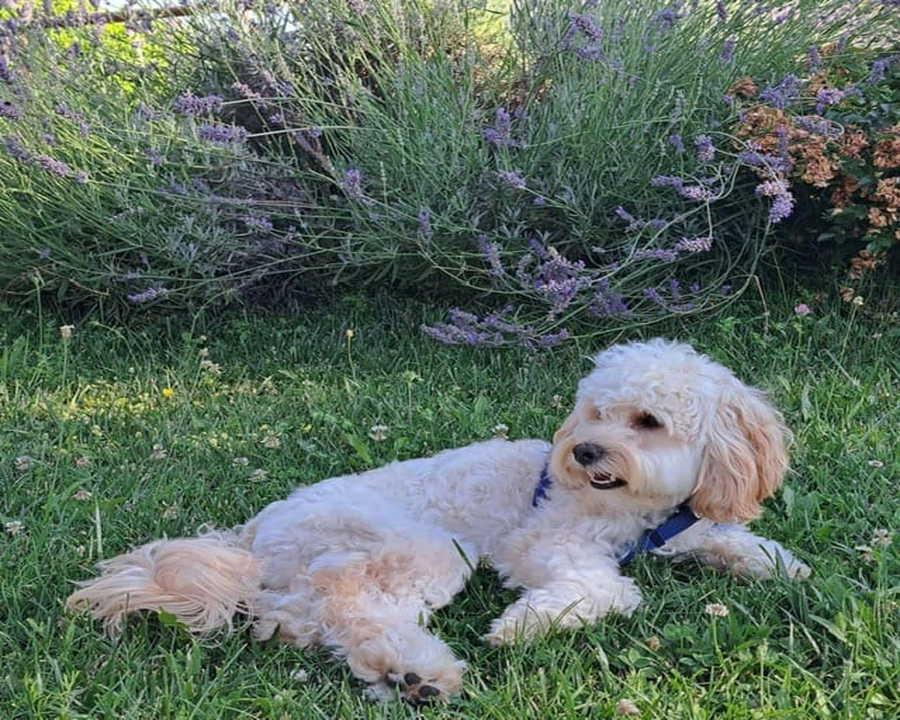 Un petit chien au pelage duveteux, allongé sur l’herbe, avec des fleurs violettes en arrière-plan.
