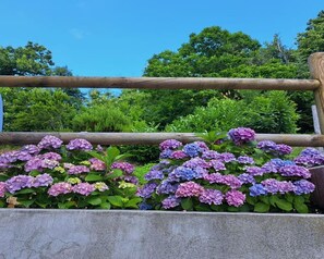 A garden with a wooden fence and hydrangea flowers. - Chalet in Marliana Near Center (Marliana)