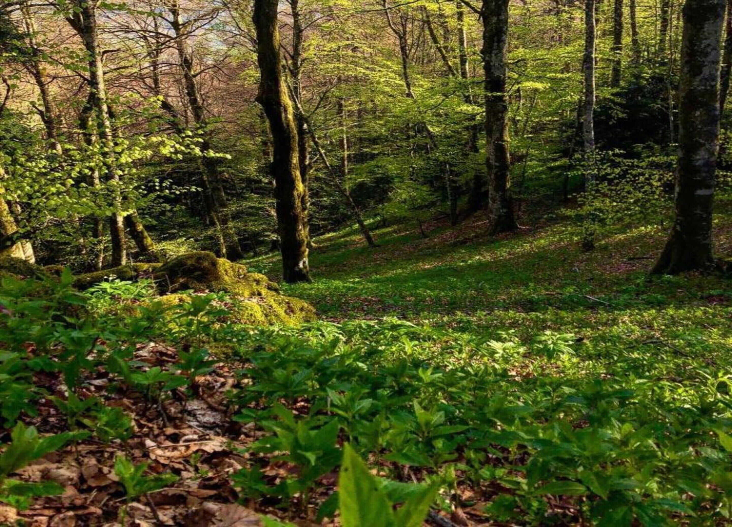 Une zone boisée où l’on trouve une grande variété d’arbres et de plantes basses.