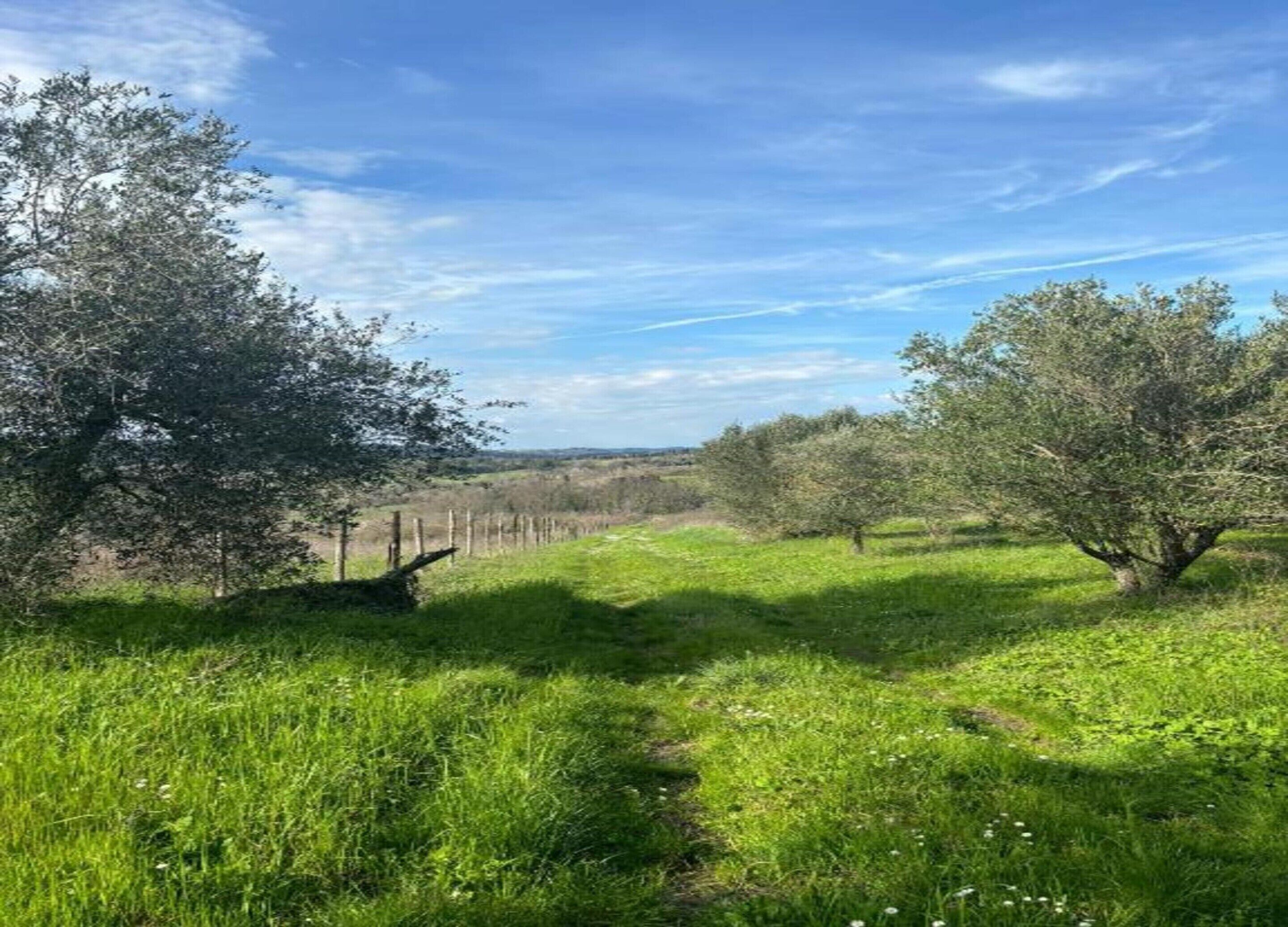A grassy field with trees and a fence.