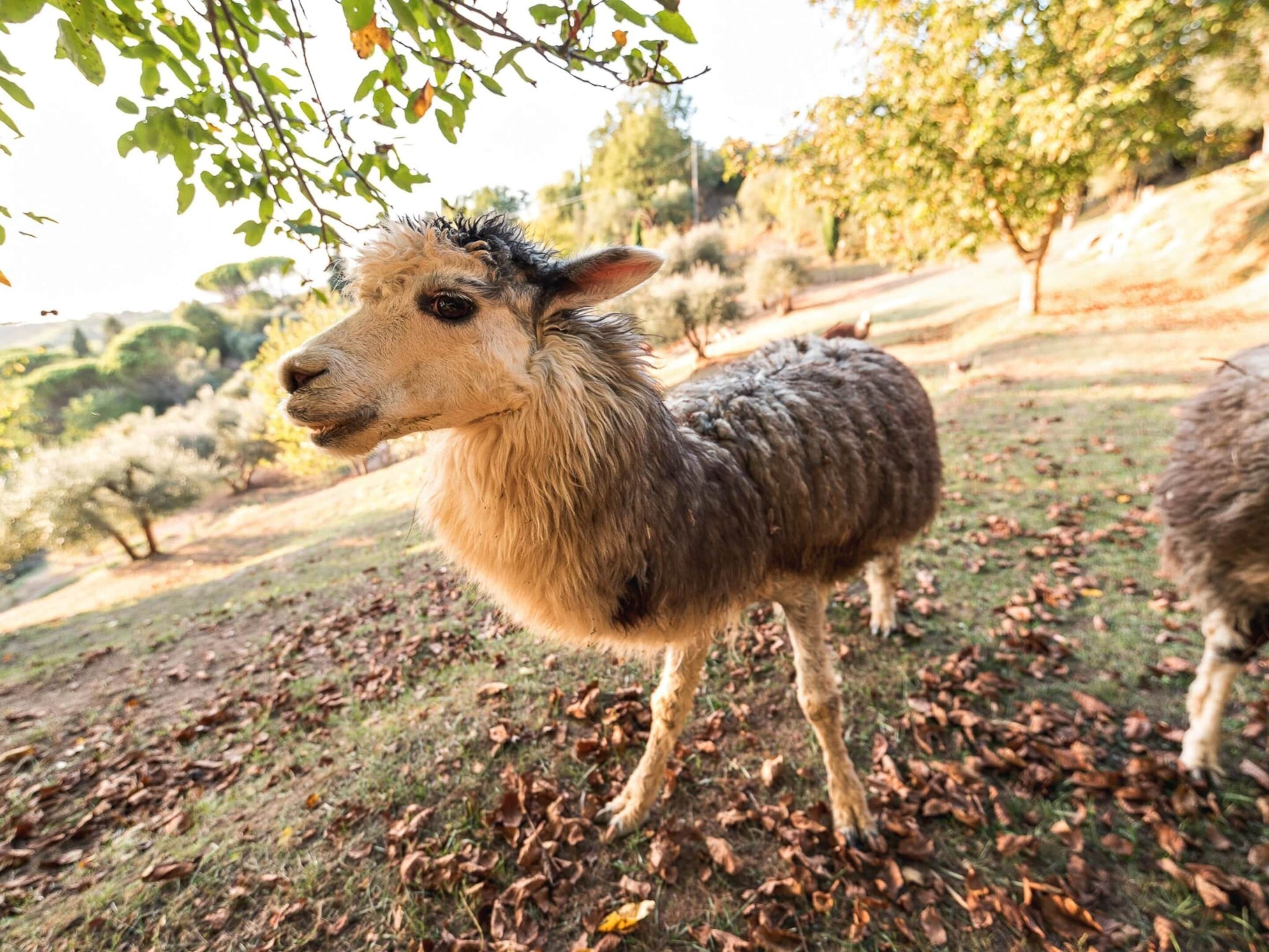 Een lama staat op een gazon met bomen op de achtergrond.