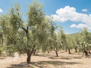 An olive grove with trees and a clear sky. - Apartment in the Gargano Park (Vieste)