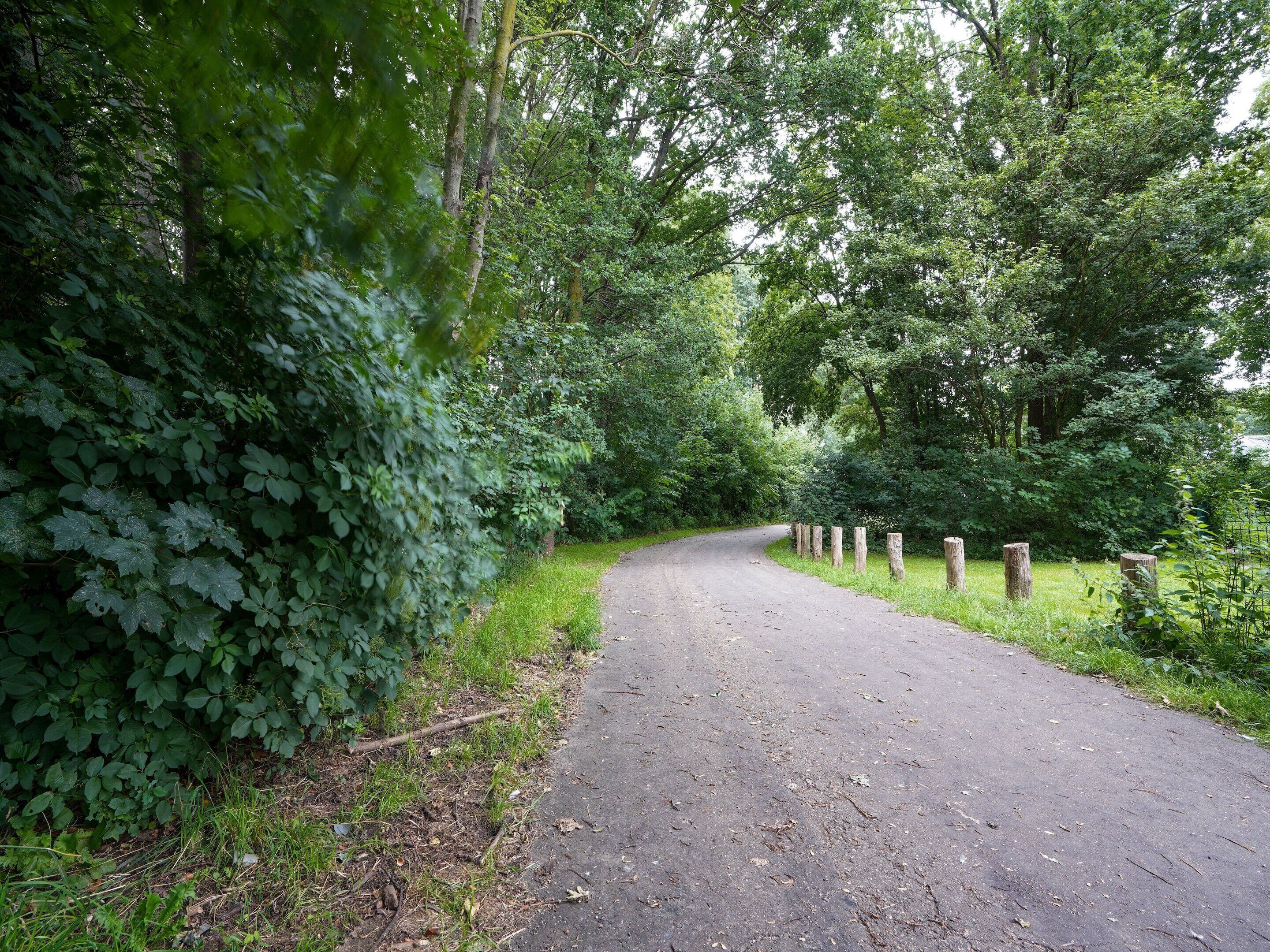 A narrow, winding road surrounded by dense greenery and trees.