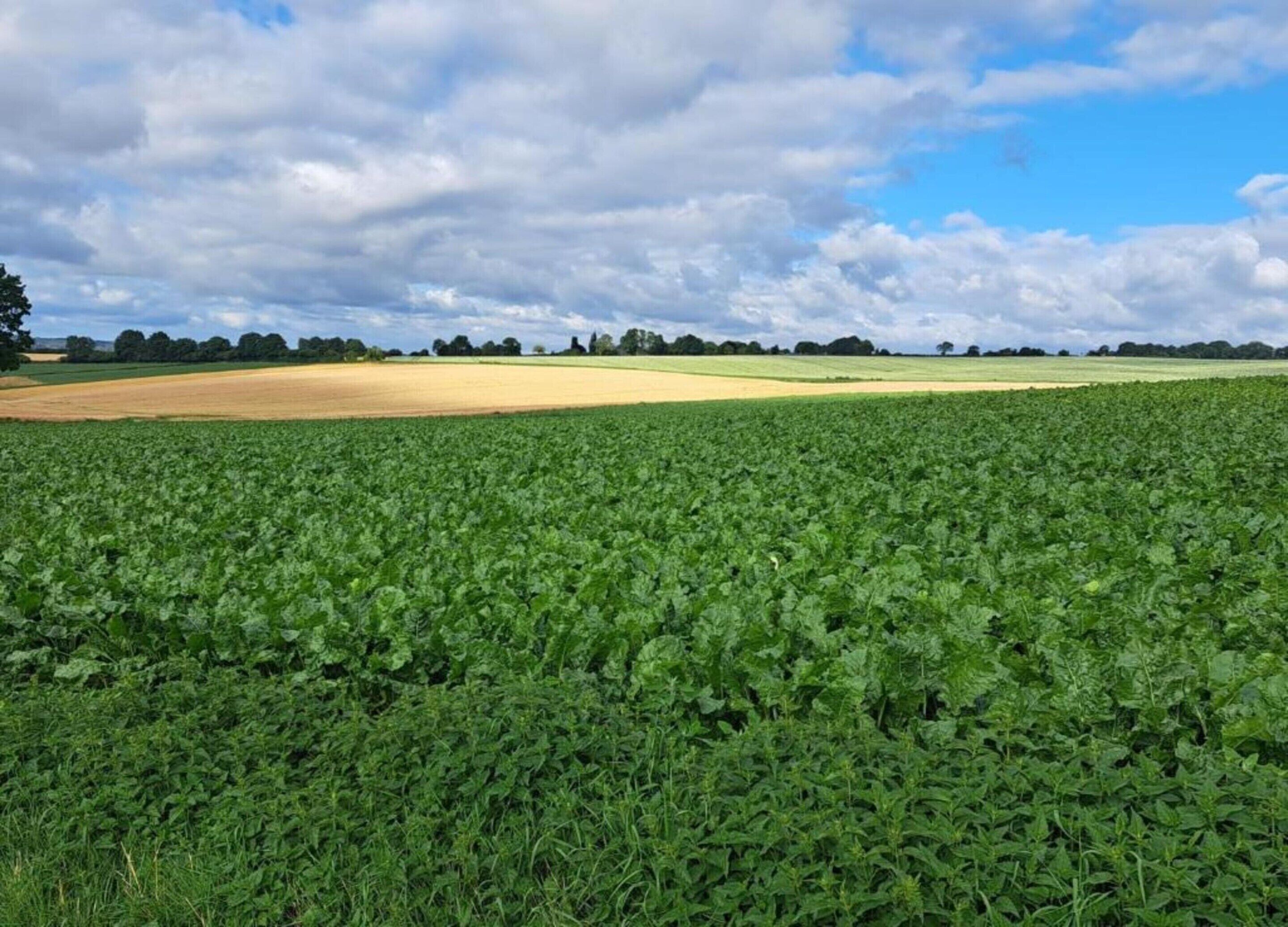 A vast field of crops under a partly cloudy sky.